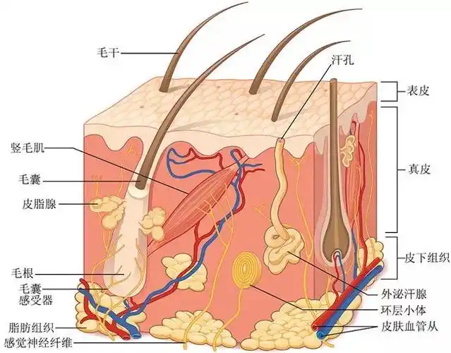 皮肤讲堂皮肤表观生理大揭秘一