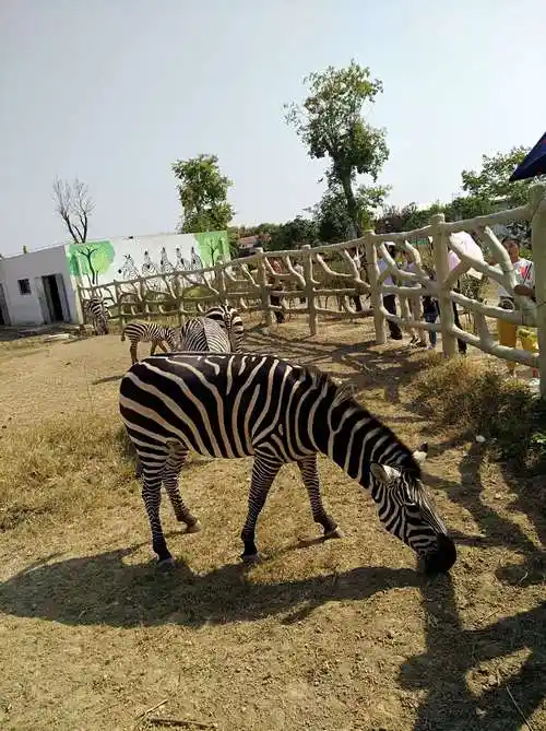 其它 美篇用户的美篇 写美篇今天我们去了宿州野生动物园,里面很大