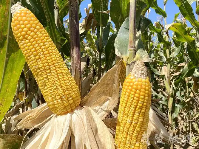 宜昌夷陵喜看玉米乐享丰收