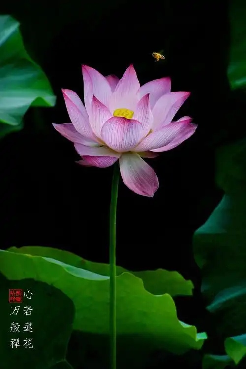 心若莲花万般禅