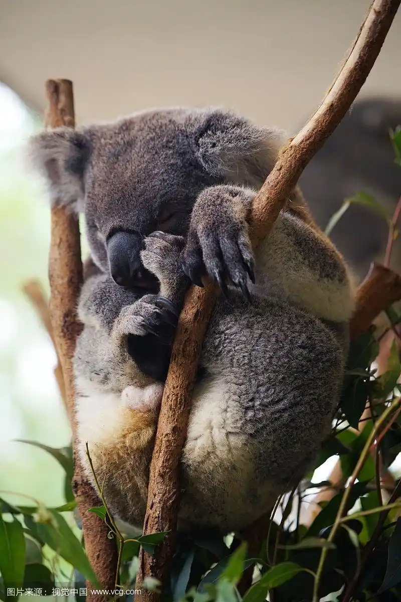 可爱的树袋熊