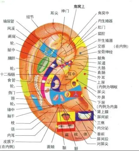 引起感染 传播疾病 耳廓变形  根据中医学说 耳朵就是一个倒立的人形