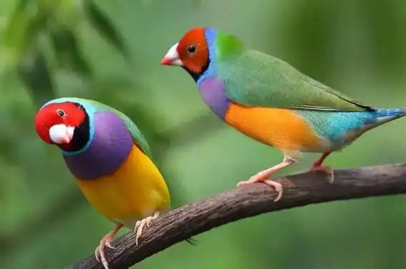 世界上十大最美的鸟