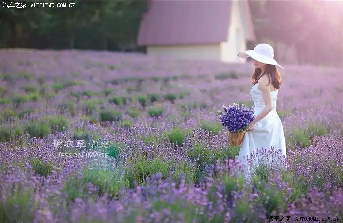 紫色初夏薰衣草与美人儿18p