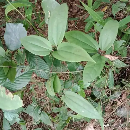 三叶木通清热利水可用于风湿骨痛乳汁不通的一味草药认识下