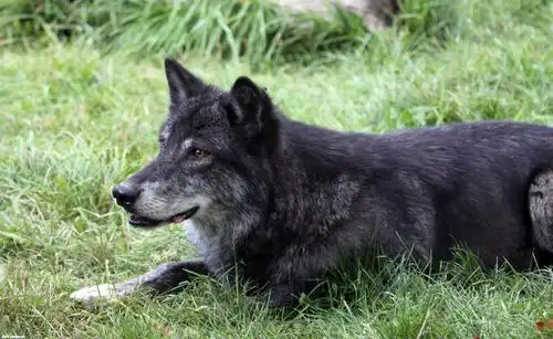 趴在草地上的狼图片素材下载(图片id:638551)_-陆地动物-图片素材_ 集