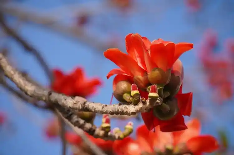 影像记录户外木棉花开百里飘红