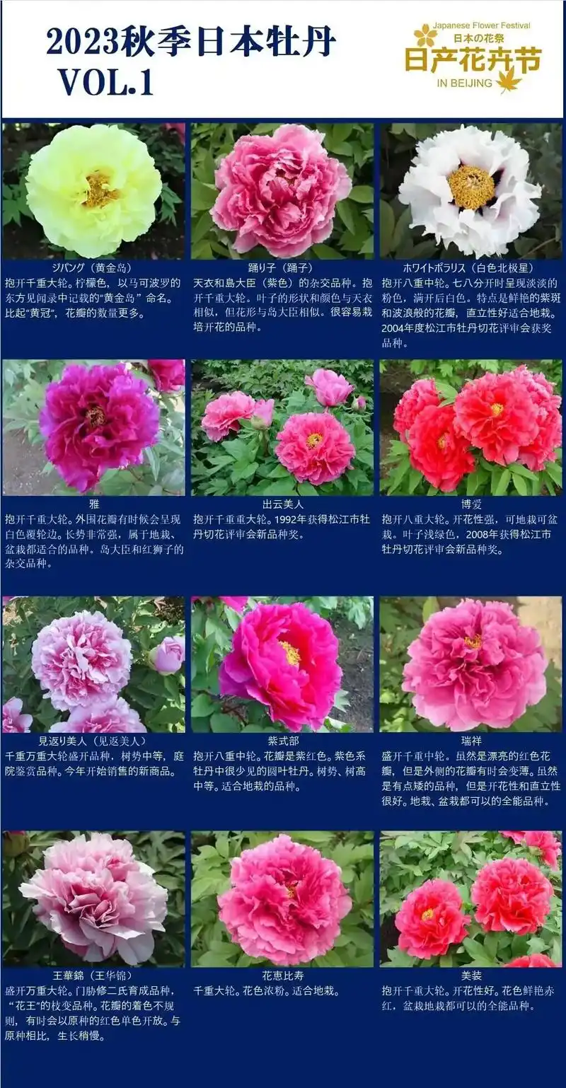 日本裸根进口牡丹品种