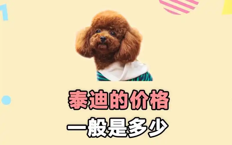买一只泰迪,要花多少钱?