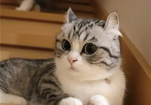 呆萌小猫咪安静图片_超安静的小猫咪_可爱图片_精品库