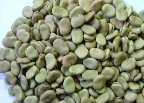 蚕豆种子介绍