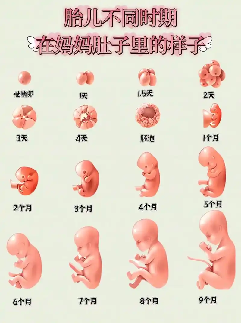 让我们一起来了解胎宝宝们在成长过程中最害怕的事情吧!