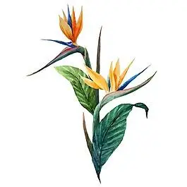 唯美水彩绘天堂鸟插画