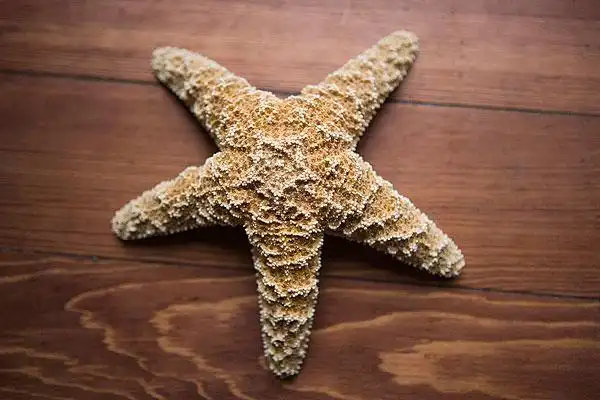 海星图片