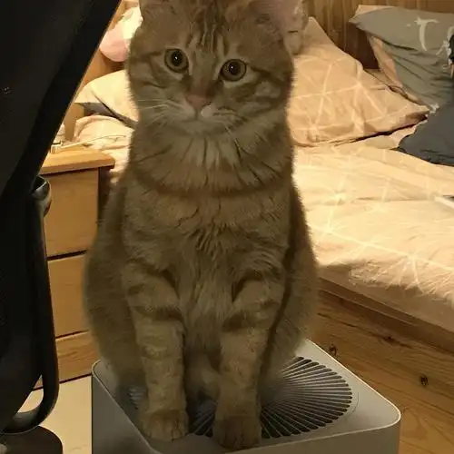 有人领养成年橘猫么性格好