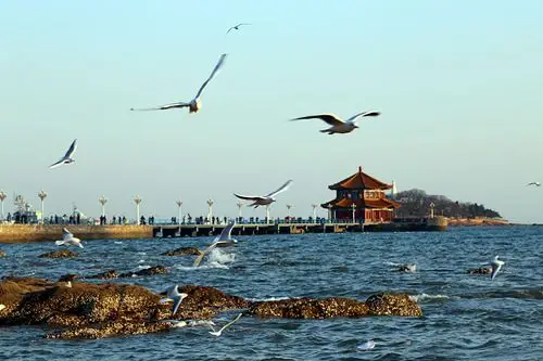 青岛栈桥"鸥"遇