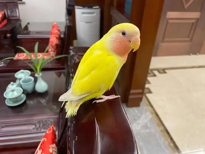 会咬人牡丹鹦鹉真的能学会说话吗 感觉就只会叽叽喳喳呀#牡丹鹦鹉