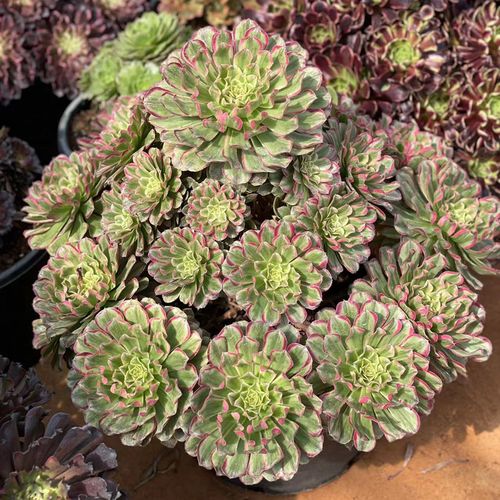 精品法师锦系列小苗多肉植物红覆轮粉黛红颜金丝翡翠万圣节奶白锦