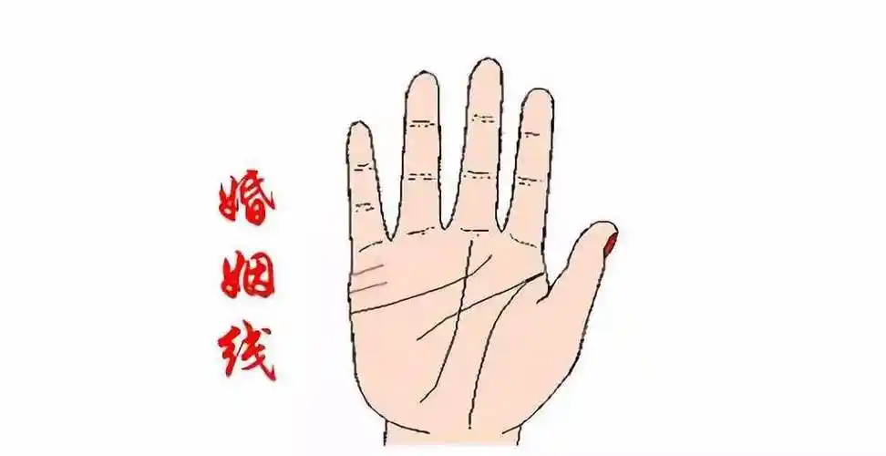 在手相学里认为,掌中的婚姻线纹越多,结婚就越迟;掌中婚姻线纹越少