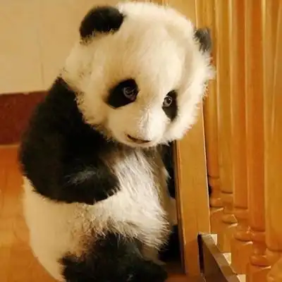 可爱呆萌的熊猫头像图片大全 各种姿态的蠢萌搞笑熊猫微信头像
