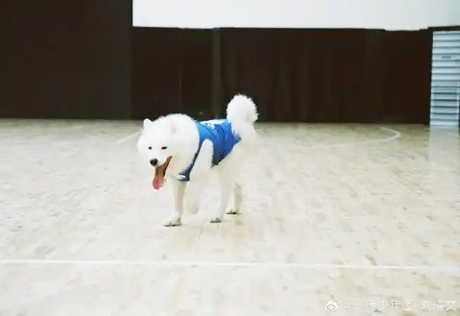 刘耀文晒与狗狗合照##刘耀文晒与土豆合照