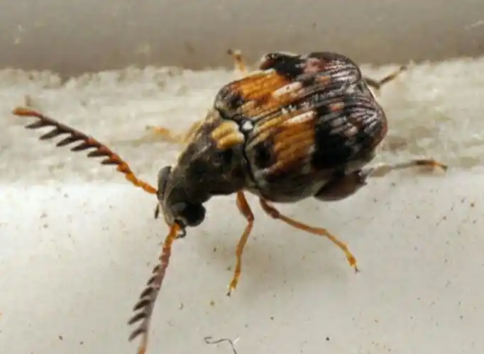 展开全部 这是豆象的成虫,幼虫蛀食豆类等杂粮,不咬人,检查家中的