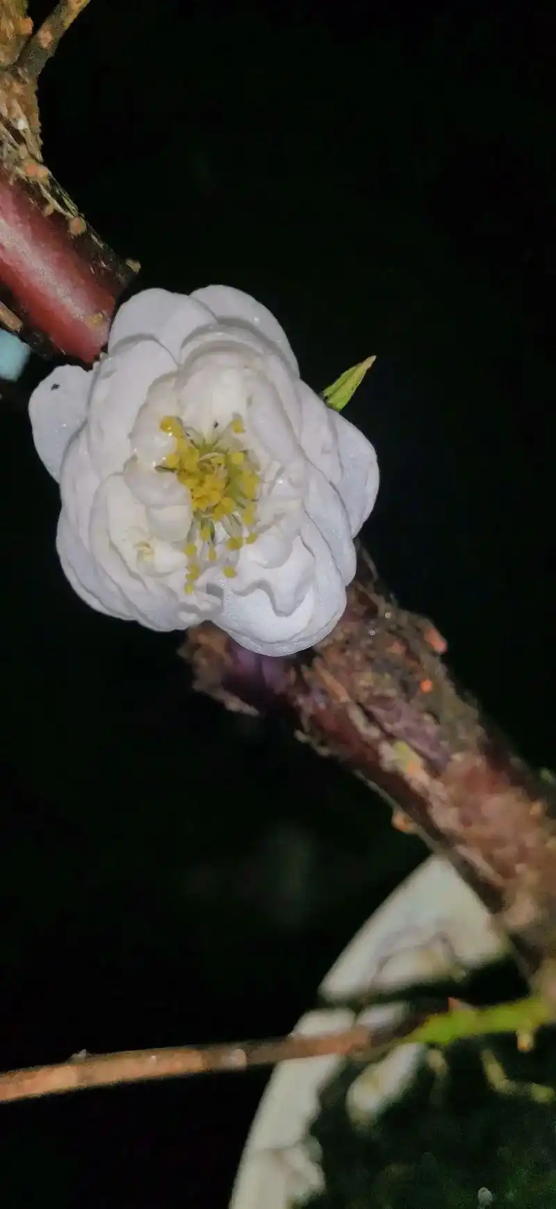 太惊喜了,今年第一个金钱绿萼梅开了,没想到比腊梅还开的早!# - 抖音