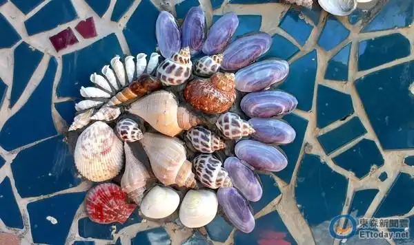 5000多颗真实贝壳进行修复 台西海螺重现壮观外观