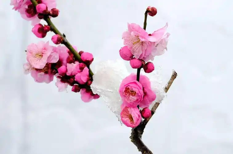 红梅白雪