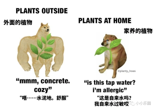 现在的doge多以肌肉猛男的形象出现