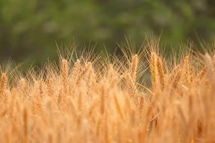 又到一年芒种,丰收的金黄色才是最美的,分享一组金色麦田照片