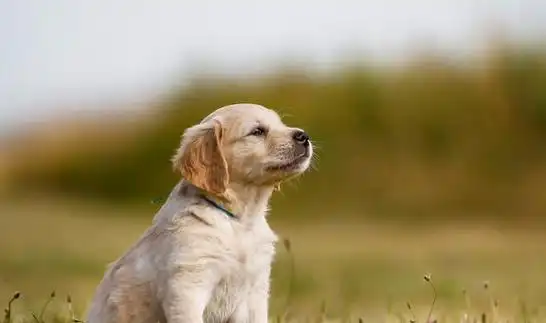 狗狗|哈士奇|宠物狗|小金毛|狗肉车_网易订阅
