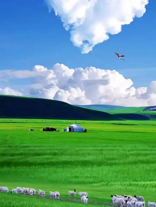 蓝天白云,绿草如茵,绵羊成群,这样的大草原你向往吗?-度小视