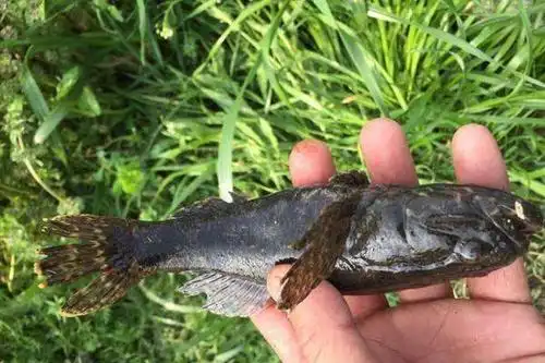 老头鱼是一种常见鱼类,学名沙塘鳢,在我们里也称作"山胖头".