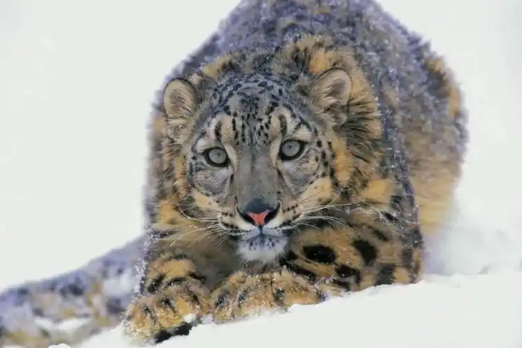 里予万象 | 海明威小说里那只豹子是真实存在的吗?