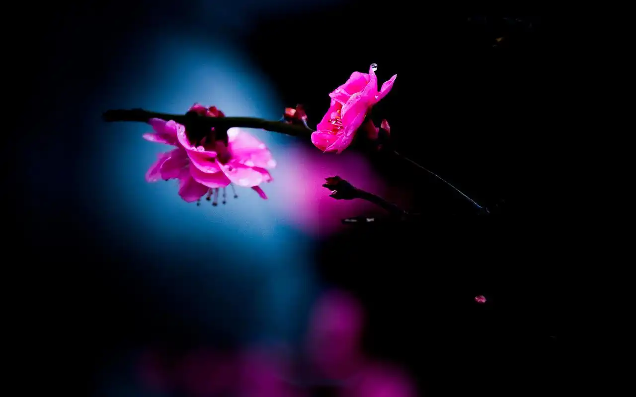 千姿百态的梅花唯美高清桌面壁纸高清大图预览1920x1200_植物壁纸下载