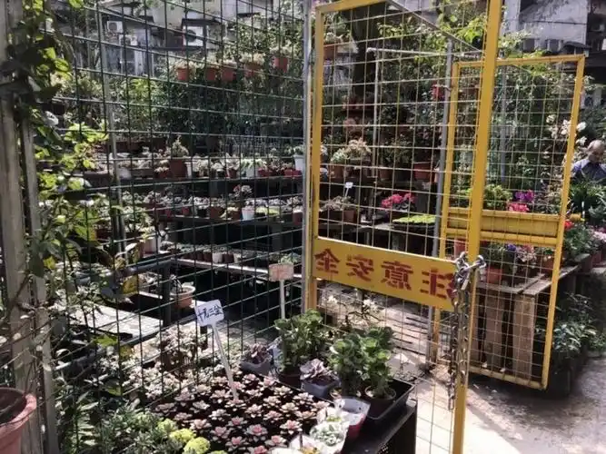 春季养花正当时,重庆这些花市逛起来!