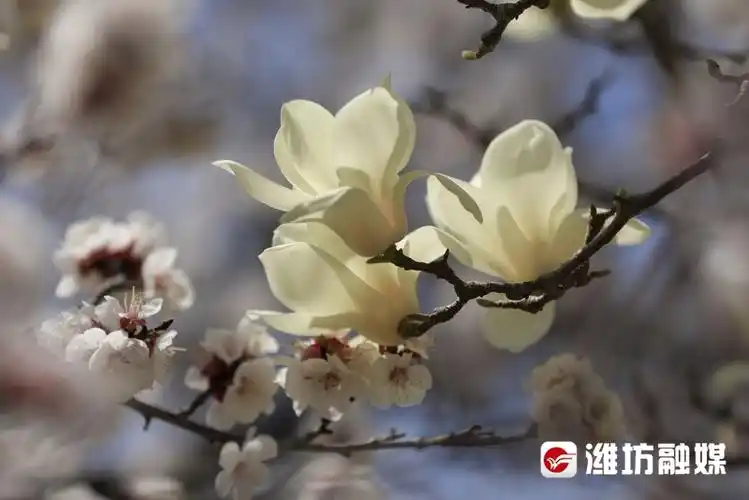 迎盛会,潍坊安丘齐鲁酒地的花开好了 - 中国网新山东文旅教育 - 中国
