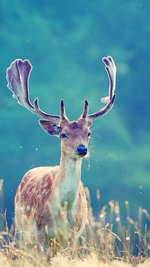 可爱小鹿唯美意境