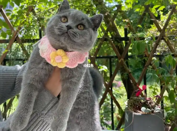 500出一只纯血统英短蓝猫