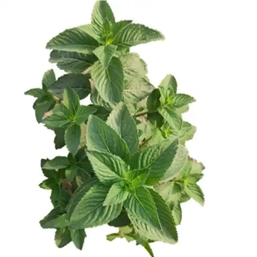 室内驱蚊植物农村薄荷盆栽苗清凉薄荷苗干薄荷可食用土薄荷叶