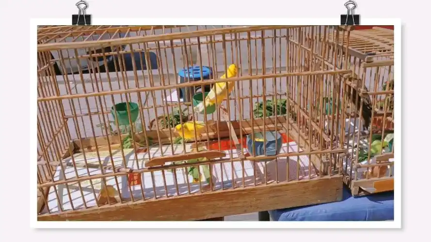 被困在笼子里的鸟儿