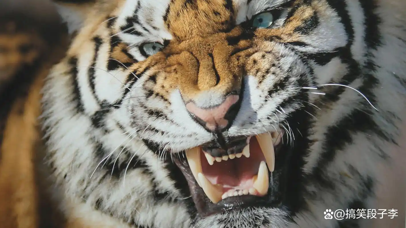 猛兽龇牙恐吓大比拼