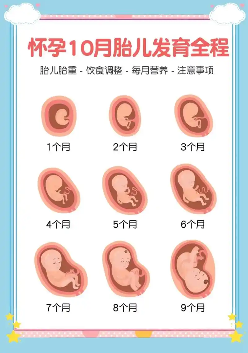 孕妇|怀胎10月宝宝发育全过程梳理.准爸爸准妈妈着急想知道宝 - 抖音