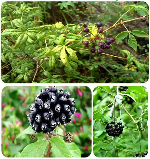 界江养生茶饮 【中华特色】萝北馆 界江 刺五加 7