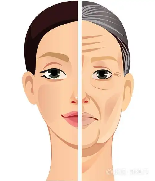 面孔在不同年龄的妇女, 向量例证, 人面孔在不同的时期生活, 年轻女孩