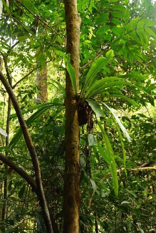 中国热带雨林探秘之云南西双版纳