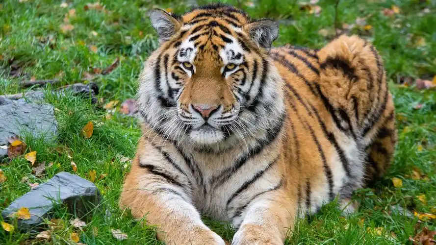 老虎休息正面图大猫4k