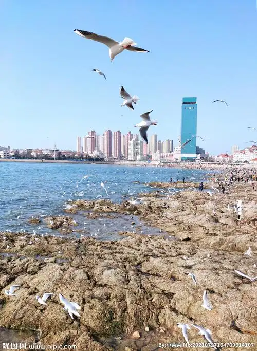 青岛海边海鸥图片