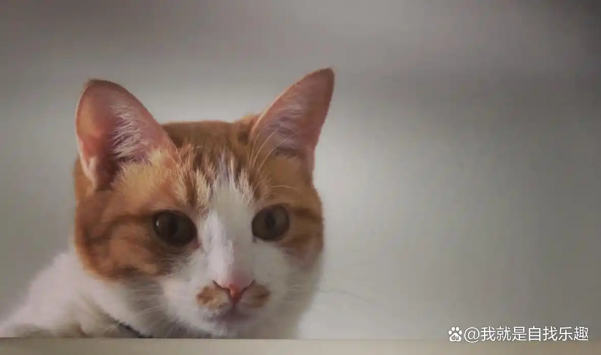 朋友家萌猫的表情包!